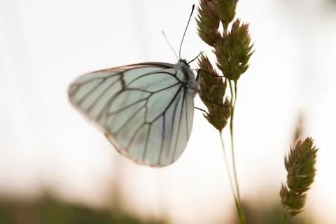 White butterfly Stock Photos