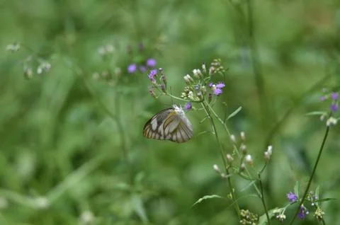 White butterfly Stock Photos