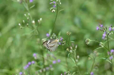 White butterfly Stock Photos