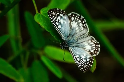 White butterfly 库存照片