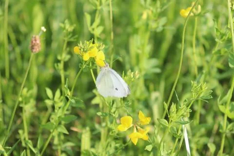 White butterfly Stock Photos