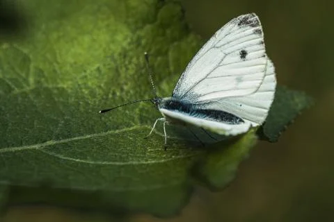 White butterfly Stock Photos
