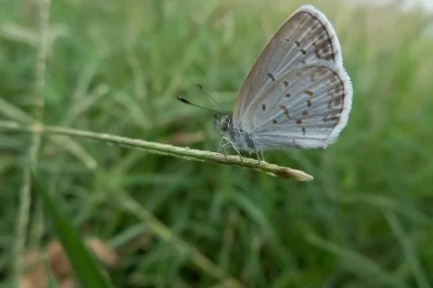 White butterfly Stock Photos