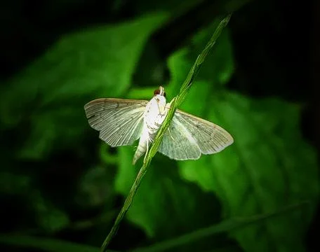 White butterfly Stock-Fotos