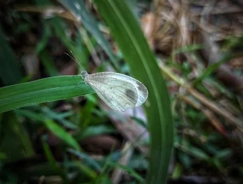 White butterfly Stock Photos