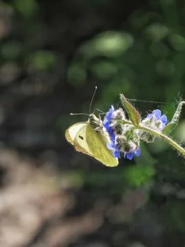 White butterfly Stock Photos