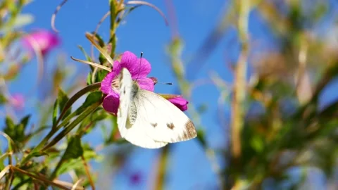 A white butterfly on a pink flower eats nectar 動画素材 207760080