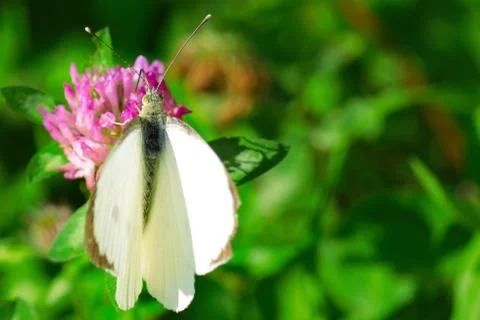 White Butterfly on a pink flower Stock Photos