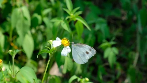 White Butterfly Pollinates Daisy Flower Stock Footage 76082297