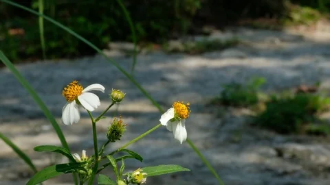 White Butterfly Pollinates Daisy Flower Before Flying Off Stock Footage 76082800