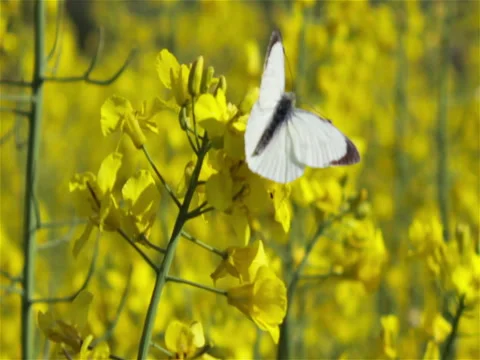 White butterfly on rape Vidéo 76461282