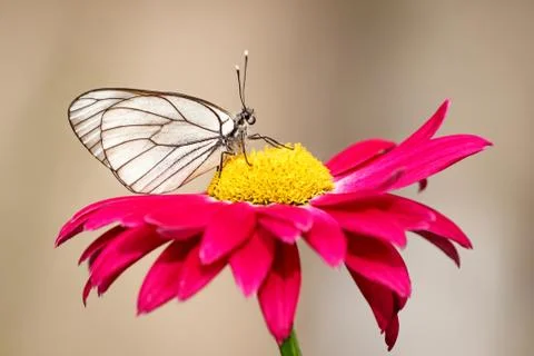 White butterfly on a red flower on a summer day outside Stock Photos