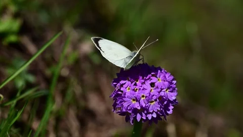 White Butterfly Resting and Feeding on Spring Blossom Stock Footage 338432253