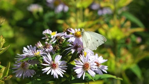 A white butterfly resting on Aster flowers in a garden in late Summer. Wales. UK Stock Footage 345086266
