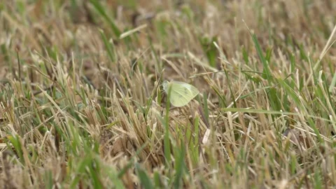 White Butterfly Resting on Dry Grass in 4K Slow Motion Stockbeeldmateriaal 341571329