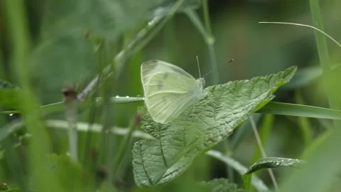White Butterfly Resting on Green Leaf Taking Off in 4K Slow Motion 库存影片 341589659
