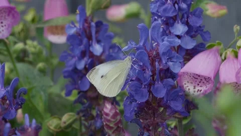 White butterfly rests gently on vibrant flowers. Blue and pink blooms surround Stock Footage 345255420