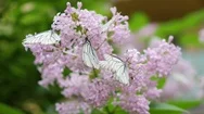 White Butterfly Sits On Blooming Lilac. Cabbage Butterfly Stock Footage
