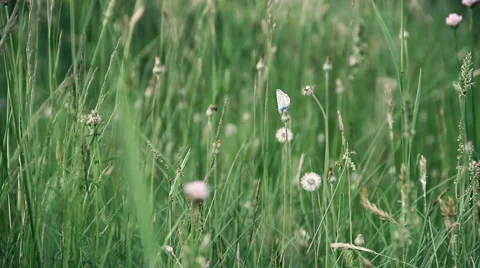 White butterfly sits on a dandelion among green grass. Stock Footage
