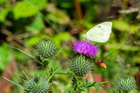 White butterfly sitting on thistle flower and flying wasp Stock Photos