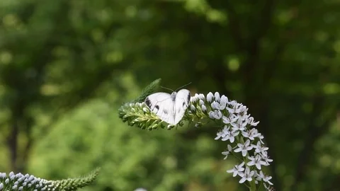 White butterfly sunbathing Stock Footage 83199369
