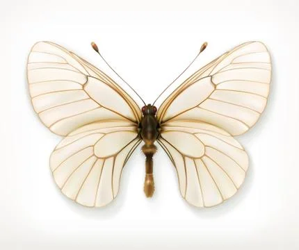 White butterfly, vector icon Illustrazione stock