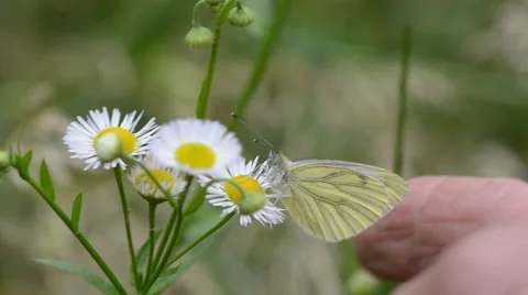 White butterfly was caught and released in the garden 動画素材 45710148