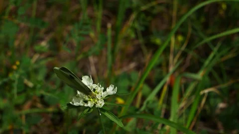 A white butterfly on a white flower eats nectar and flies away. 動画素材 292142332