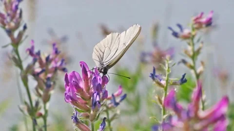 White butterfly in wild. Slow motion Stock Footage 218019812