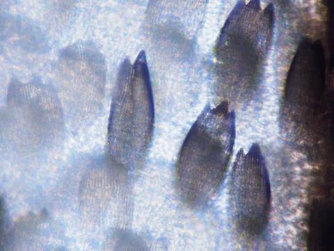 White butterfly wing. Seen in microscope with objective 40x. Field of view is 0 Stock Photos