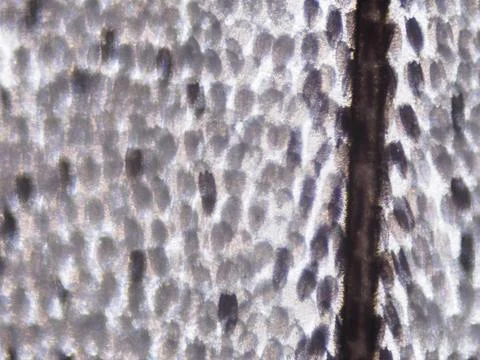 White butterfly wing seen in microscope. Objective 10x. Field of view 1.3mm Stock Photos