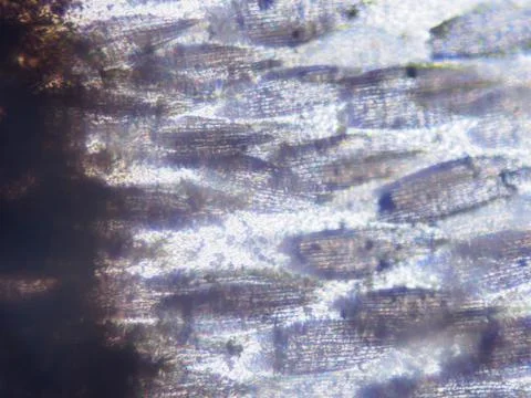 White butterfly wing. Seen in microscope with objective 40x. Field of view is 0 Stock Photos