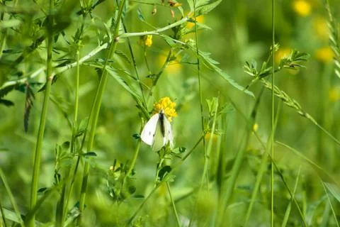 White butterfly on yellow sweet clover in bloom closeup view Stock-Fotos