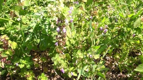 White butterfy at summer Stock Footage 71787280