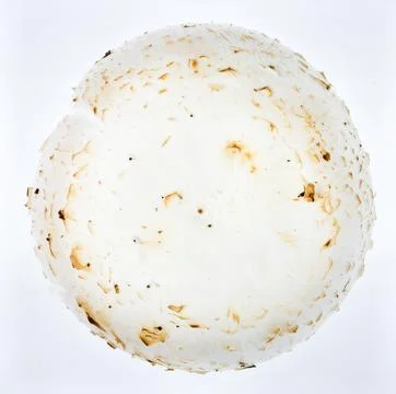White Button Mushroom Isolated on White Background, Common Edible Fungi Rep.. Stock Photos