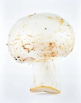 White Button Mushroom Isolated on White Background, Common Edible Fungi Rep.. Stock Photos