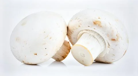 White Button Mushroom Isolated on White Background, Common Edible Fungi Rep.. Stock Photos