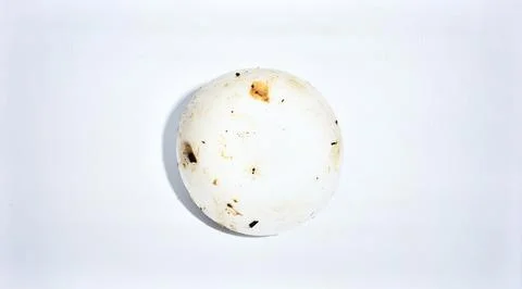 White Button Mushroom Isolated on White Background, Common Edible Fungi Rep.. Stock Photos