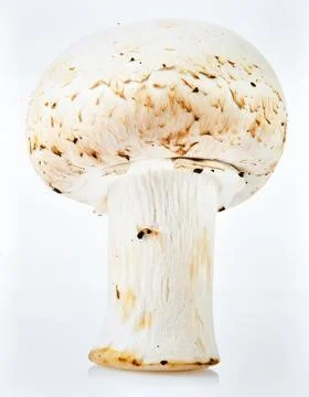 White Button Mushroom Isolated on White Background, Common Edible Fungi Rep.. Stock Photos