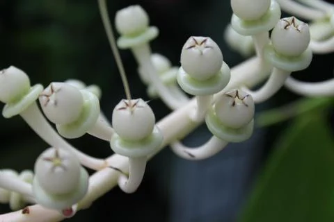 White Button Plant Фото