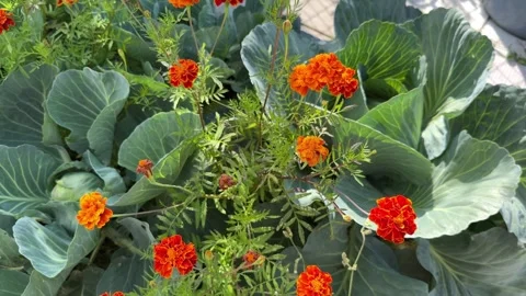 White cabbage and marigolds Видео 247493116