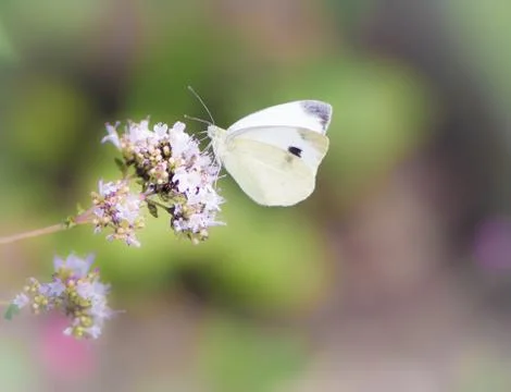 White cabbage butterfly on a flower Foto stock