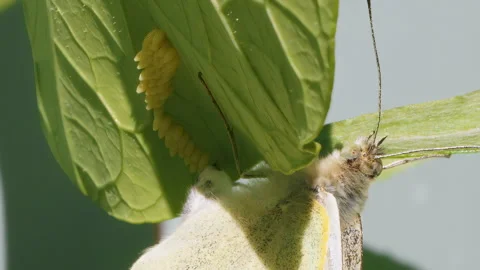 White cabbage butterfly laying eggs on nasturtium leaf close up stock footage Vídeo Stock 309445026