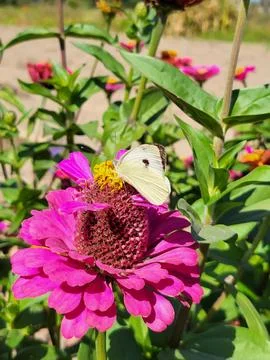 White cabbage butterfly perched on bright pink blooming zinnia flower Stock Photos