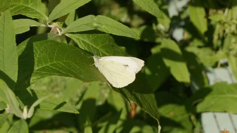 White cabbage butterfly resting on a leaf slow motion stock footage Stock Footage 327350029