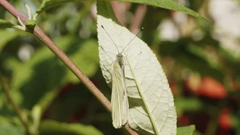 White cabbage butterfly resting on a leaf slow motion stock footage Stock Footage 327350039