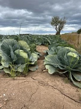 White cabbage. Close-up of a head of white cabbage growing in a farmer's field Stock Photos
