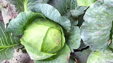 White cabbage in the garden Stock Footage 205329035