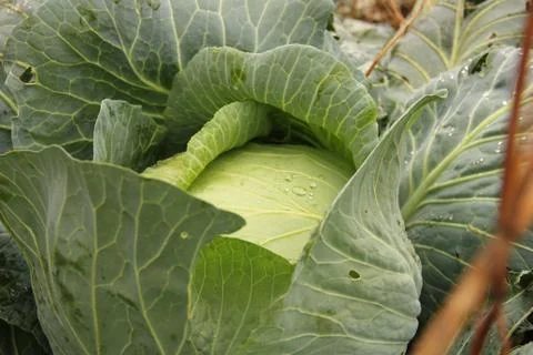 White cabbage in the garden, on the leaves of a dew drop. Autumn harvest of v Stock Photos
