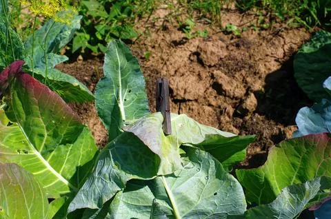 White cabbage in the garden Stock Photos